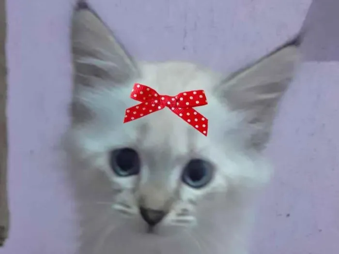Gato ra a Mestiça  idade 2 a 6 meses nome Bia 