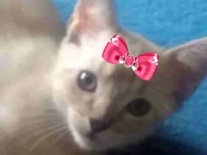 Gato ra a Mestiça  idade 2 a 6 meses nome Nina 