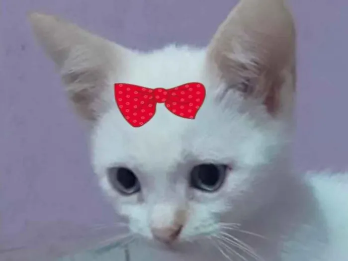 Gato ra a Mestiça  idade 2 a 6 meses nome Sofia 