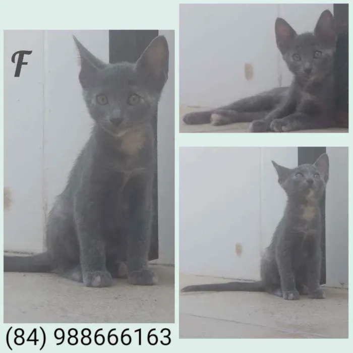 Gato raça Sem definição  idade 2 a 6 meses nome Não tem