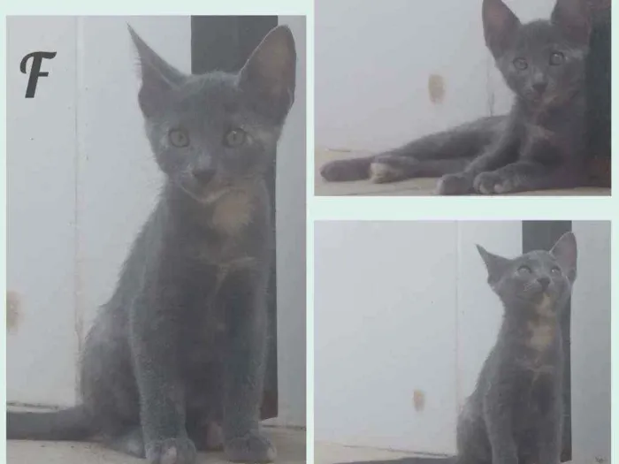 Gato raça Sem definição  idade 2 a 6 meses nome Não tem
