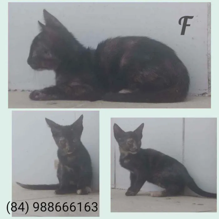 Gato raça Sem definição idade 2 a 6 meses nome Tem não 