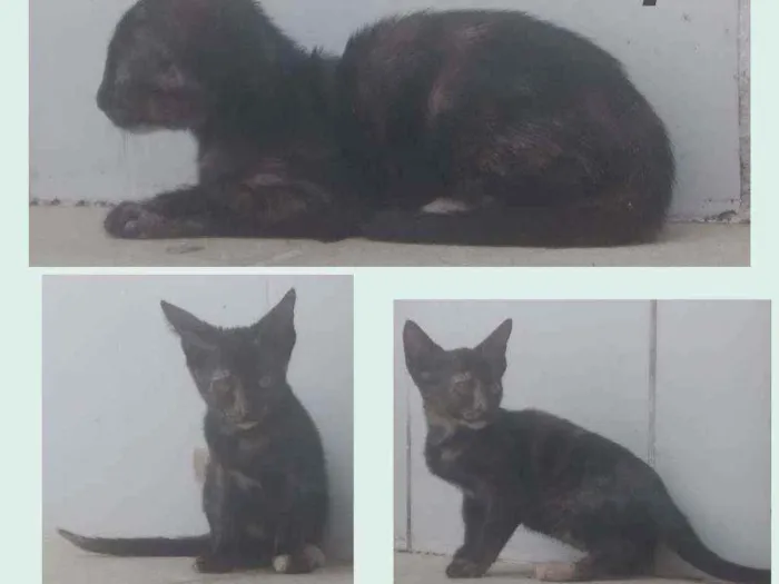 Gato raça Sem definição idade 2 a 6 meses nome Tem não 