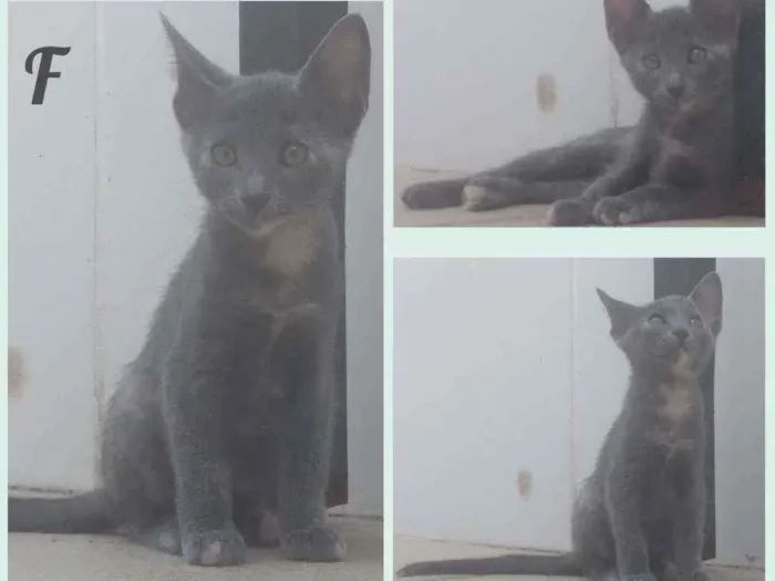 Gato raça Sem definição  idade 2 a 6 meses nome Não tem