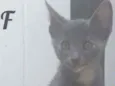 Não tem