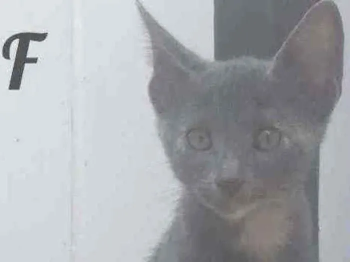 Gato raça Sem definição  idade 2 a 6 meses nome Não tem