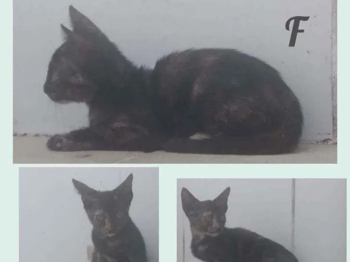Gato raça Sem definição idade 2 a 6 meses nome Tem não 