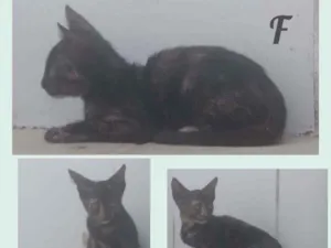 Gato raça Sem definição idade 2 a 6 meses nome Tem não 