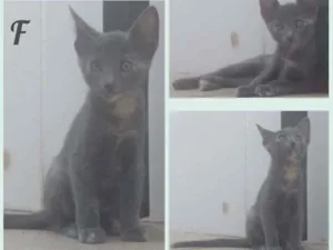 Gato raça Sem definição  idade 2 a 6 meses nome Não tem