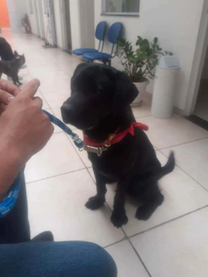 Cachorro ra a Labrador  idade 2 anos nome Marley