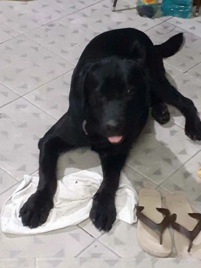 Cachorro ra a Labrador  idade 2 anos nome Marley