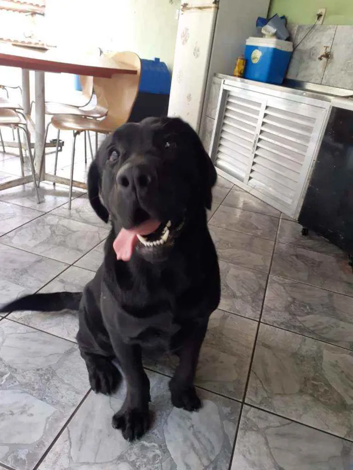 Cachorro ra a Labrador  idade 2 anos nome Marley