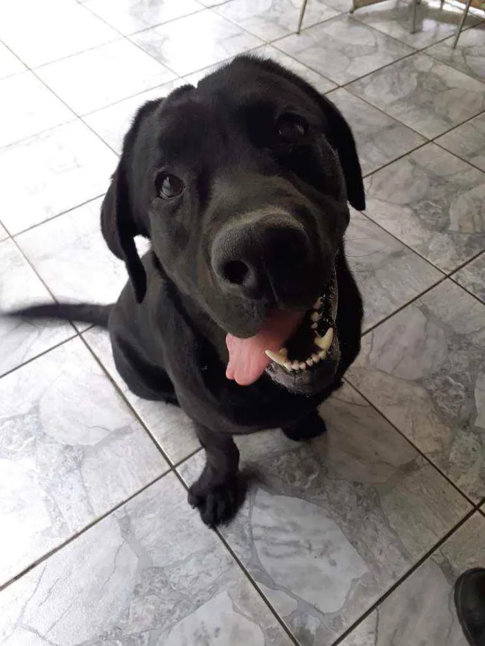 Cachorro ra a Labrador  idade 2 anos nome Marley