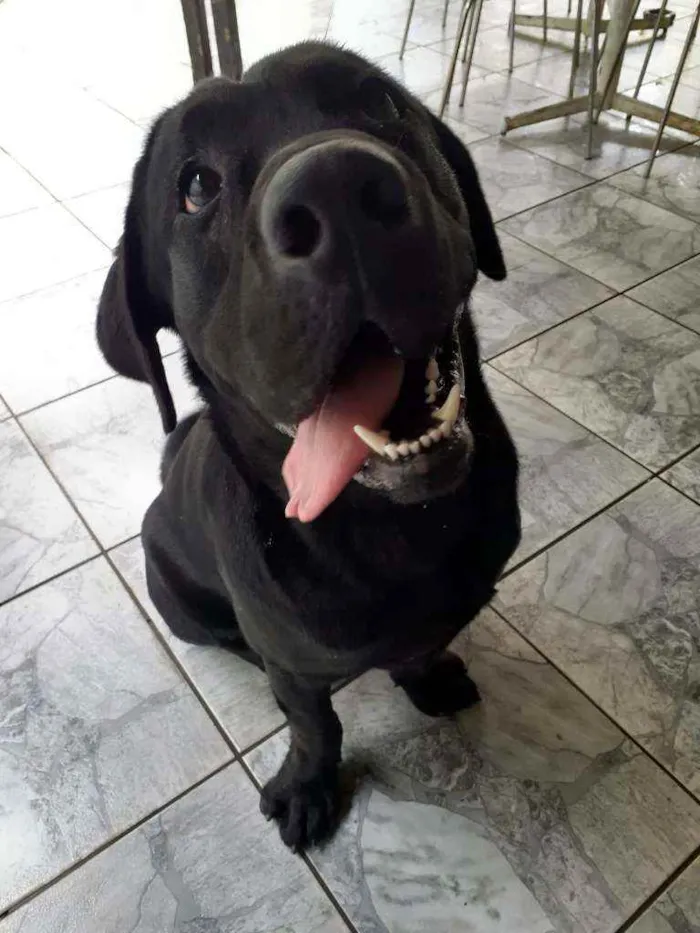 Cachorro ra a Labrador  idade 2 anos nome Marley