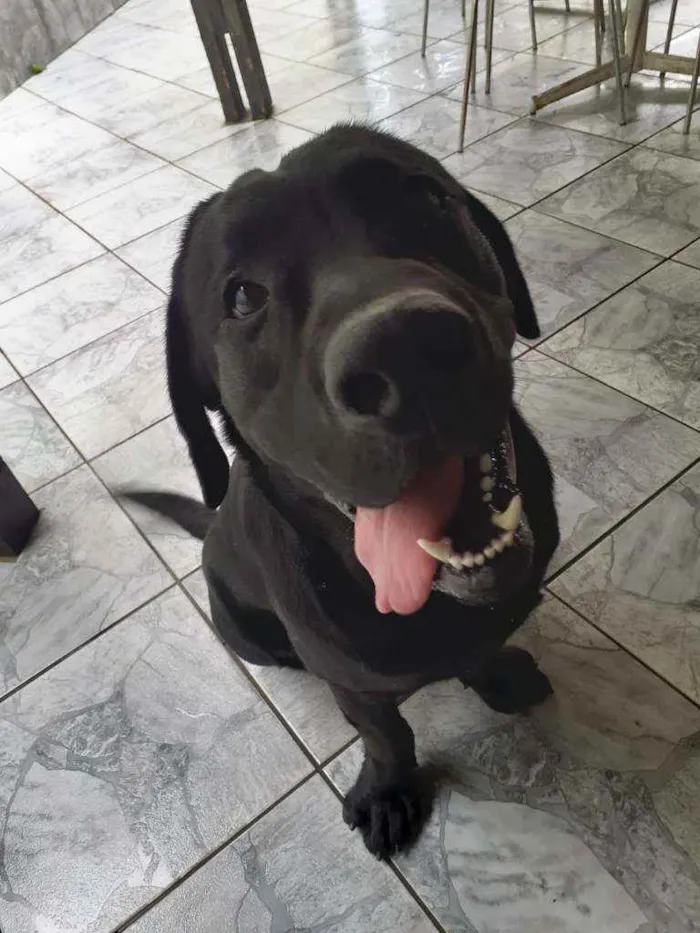 Cachorro ra a Labrador  idade 2 anos nome Marley