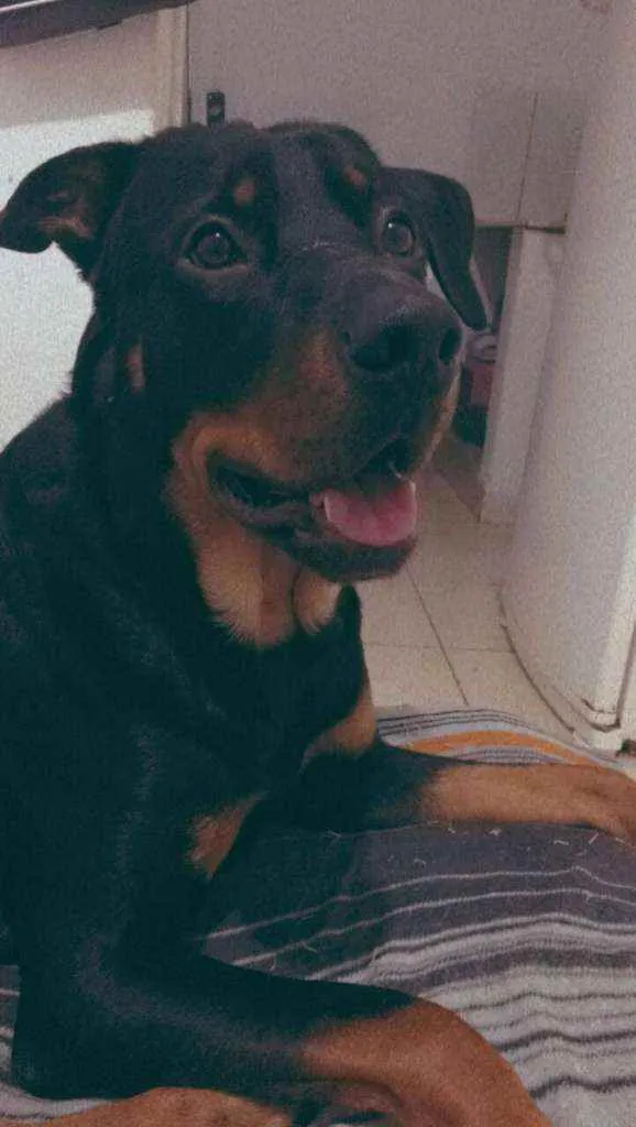 Cachorro raça Rottweiler (mestiço) idade 1 ano nome Duque