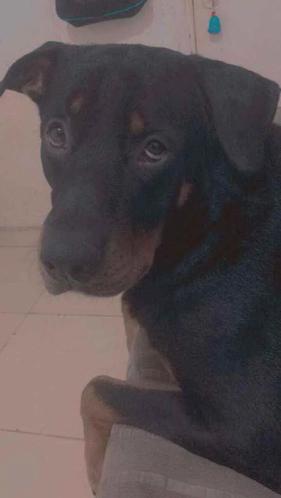 Cachorro raça Rottweiler (mestiço) idade 1 ano nome Duque