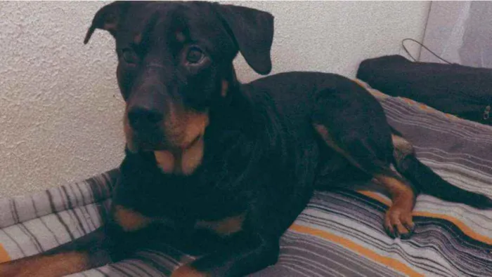 Cachorro raça Rottweiler (mestiço) idade 1 ano nome Duque