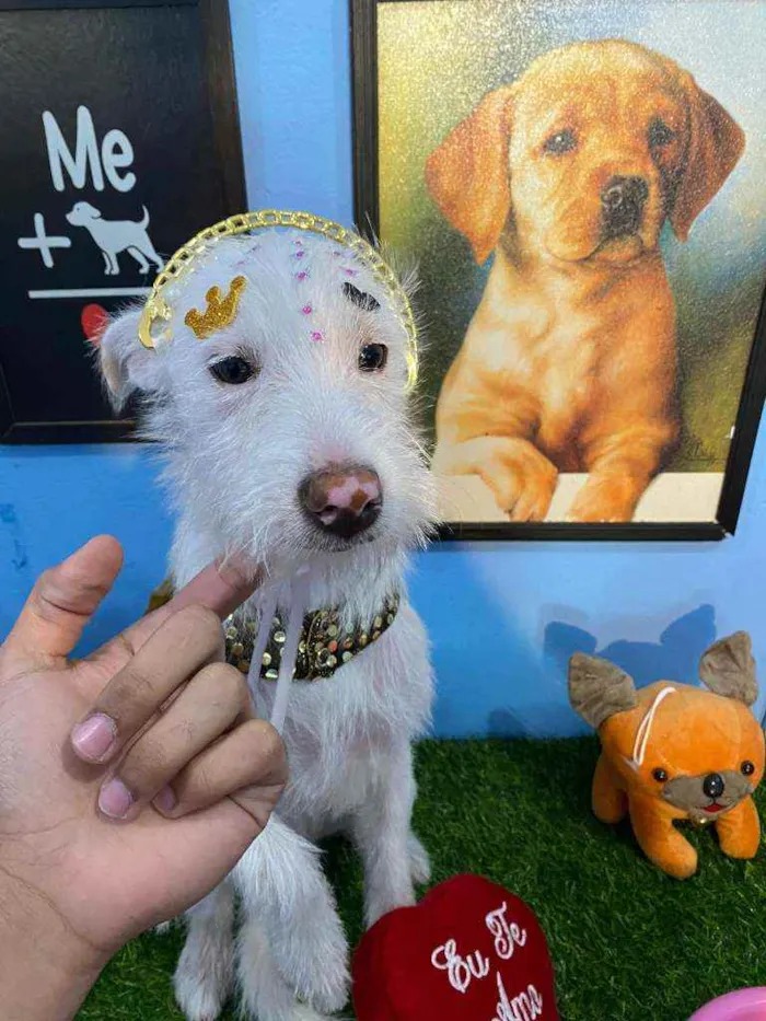 Cachorro ra a Srd idade 7 a 11 meses nome Branca