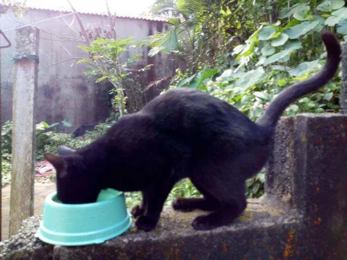 Gato ra a  idade 2 anos nome Pantera