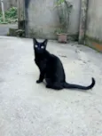Pantera