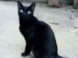 Pantera