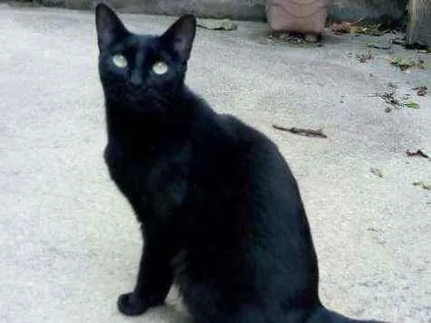 Gato ra a  idade 2 anos nome Pantera