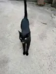 Pantera