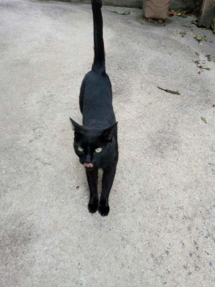 Gato ra a  idade 2 anos nome Pantera