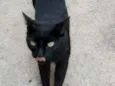 Pantera