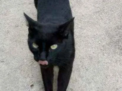 Gato ra a  idade 2 anos nome Pantera