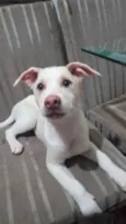 Apollo