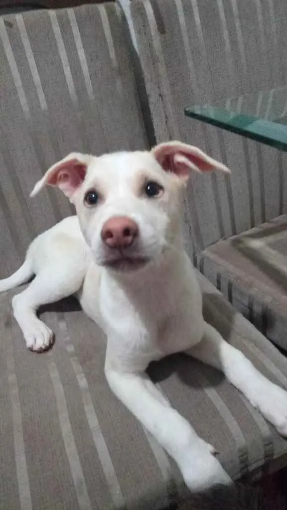 Cachorro ra a Indefinida  idade 2 a 6 meses nome Apollo