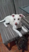 Apollo