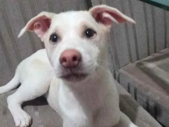 Cachorro ra a Indefinida  idade 2 a 6 meses nome Apollo