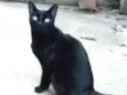 Pantera