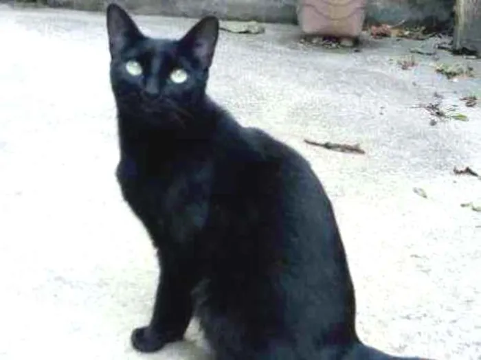 Gato ra a  idade 2 anos nome Pantera