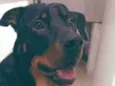 Cachorro raça Rottweiler (mestiço) idade 1 ano nome Duque