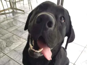 Cachorro raça Labrador  idade 2 anos nome Marley