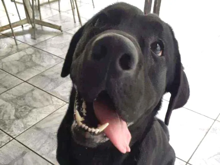 Cachorro ra a Labrador  idade 2 anos nome Marley