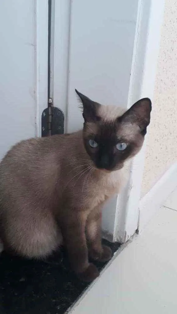Gato ra a Siamesa idade 1 ano nome Nina