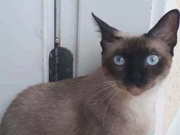 Gato ra a Siamesa idade 1 ano nome Nina