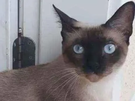 Gato ra a Siamesa idade 1 ano nome Nina