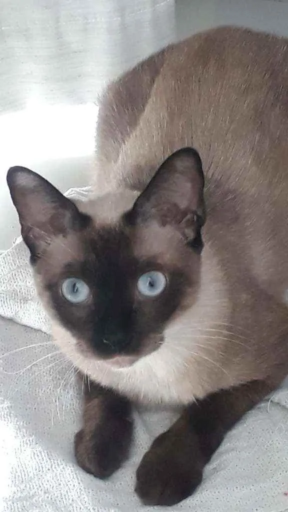 Gato ra a Siamesa idade 1 ano nome Nina