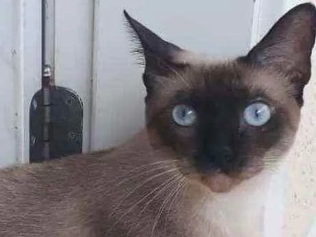 Gato ra a Siamesa idade 1 ano nome Nina