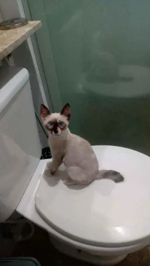 Gato raça Siamês  idade 2 a 6 meses nome Filo