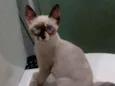 Gato raça Siamês  idade 2 a 6 meses nome Filo