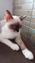 Gato raça Siamês  idade 2 a 6 meses nome Filo