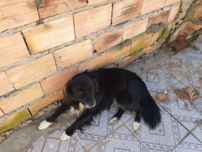 Cachorro ra a SRD idade 6 ou mais anos nome SHEIK