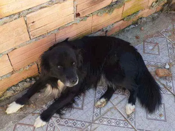 Cachorro ra a SRD idade 6 ou mais anos nome SHEIK